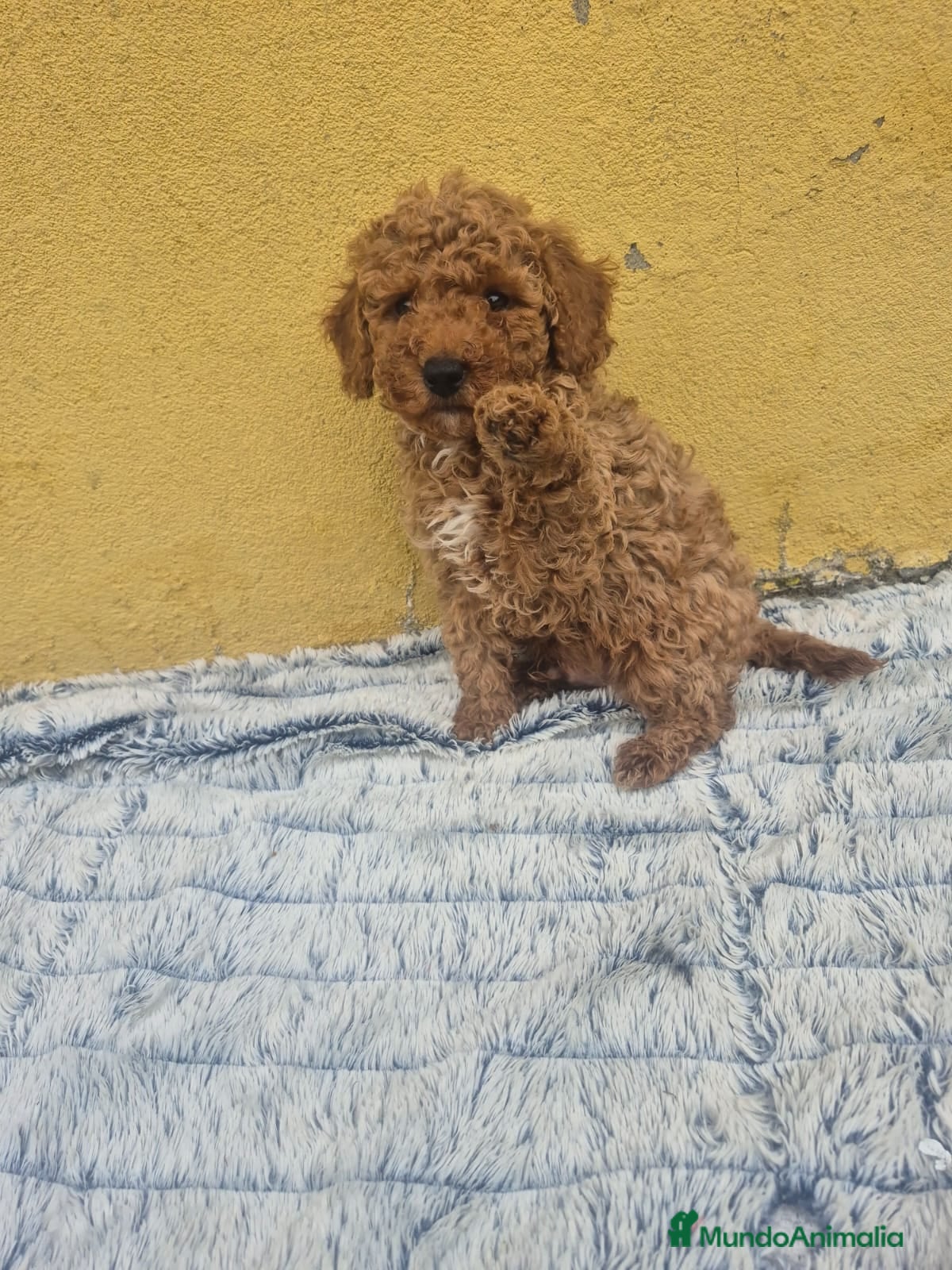 Caniche Toy perros Caniche toys macho  - Anuncio 2