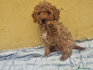 Caniche Toy perros Caniche toys macho - Anuncio 2