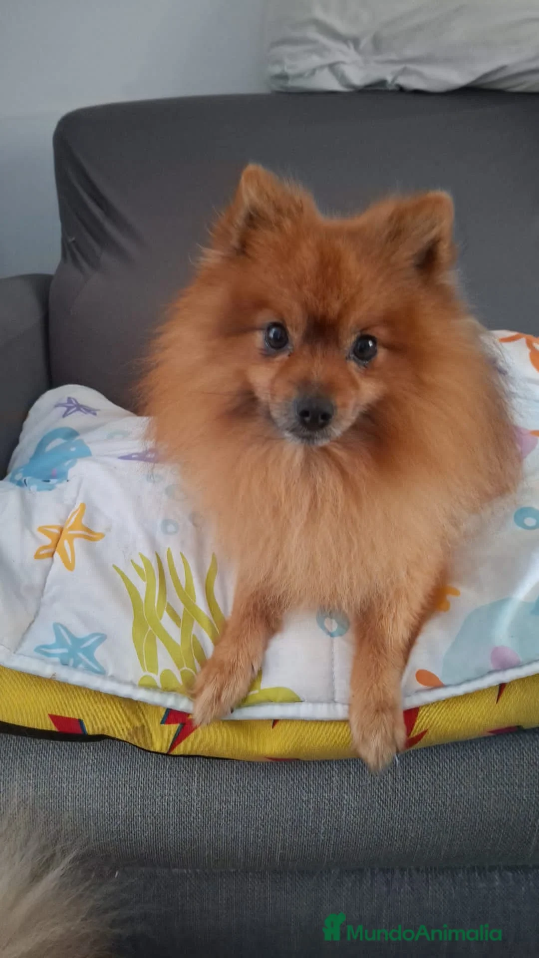 Pomerania perros en venta: Cachorros pomerania  - Anuncio 7