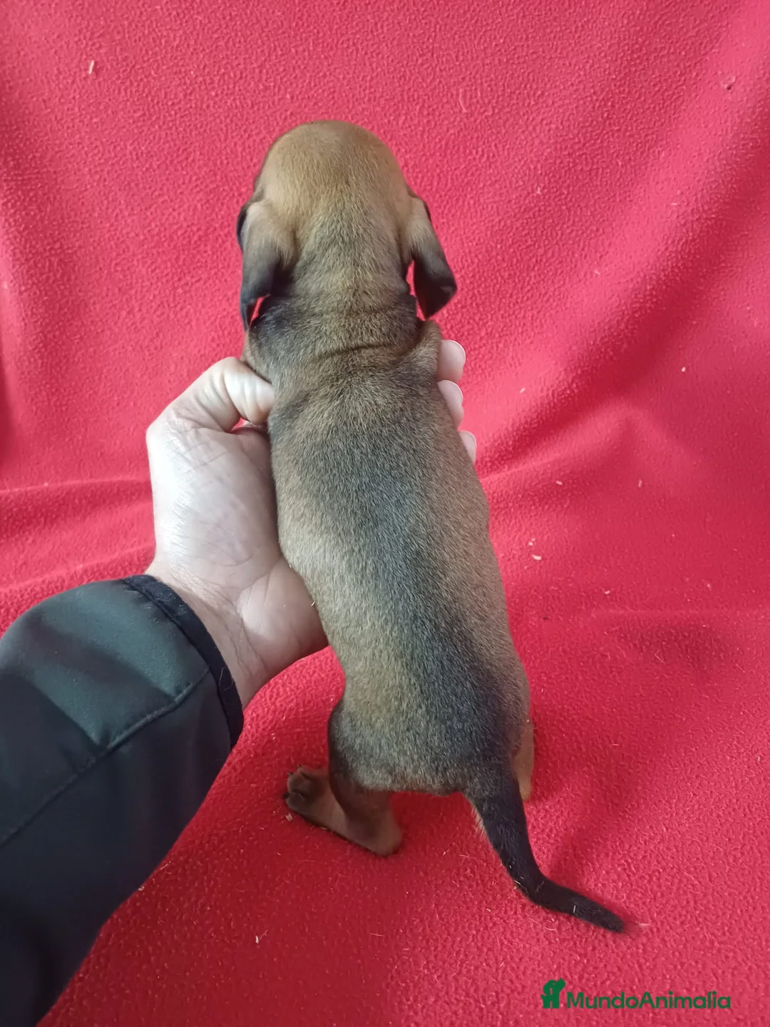 Teckel Miniatura perros en venta: Teckel Mini  - Anuncio 3