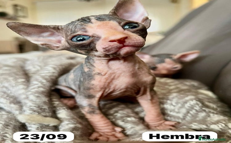 Sphynx gatos - Anuncio 2