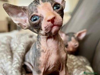 Sphynx gatos - Anuncio 2
