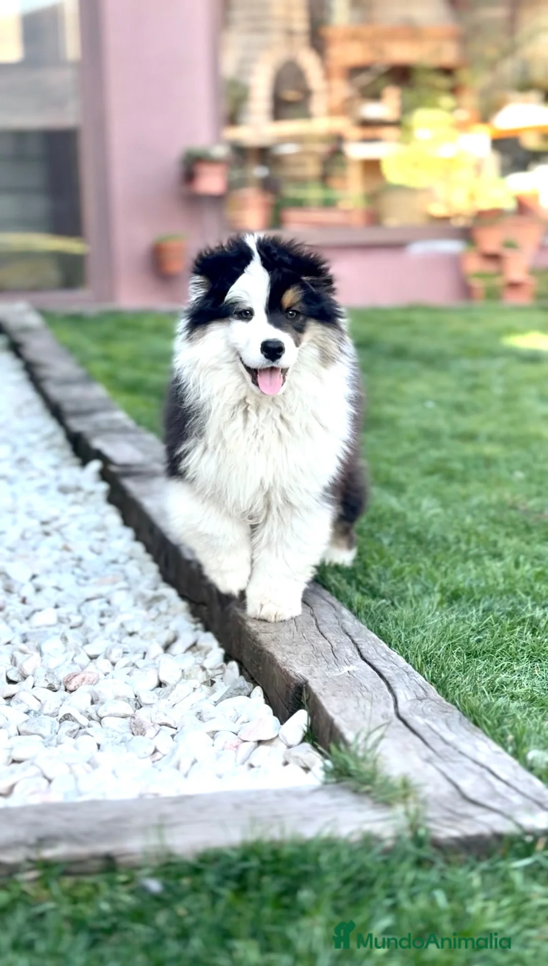 Pastor Australiano perros en venta: Precioso macho negro tricolor  - Anuncio 6