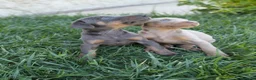 Dobermann perros en venta: Dóberman  - Anuncio 9