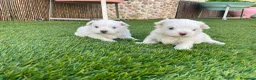 Bichón Maltés perros en venta: Bichon maltés  - Anuncio 12