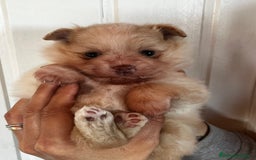 Pomerania perros en venta: Pomerania  - Imagen 1