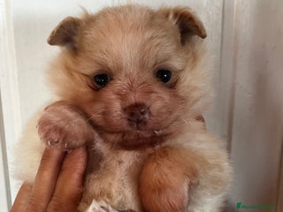 Pomerania perros - Anuncio 24