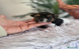 Yorkshire Terrier perros en venta: YORKSHIRE BIEWER HEMBRA - Anuncio 5