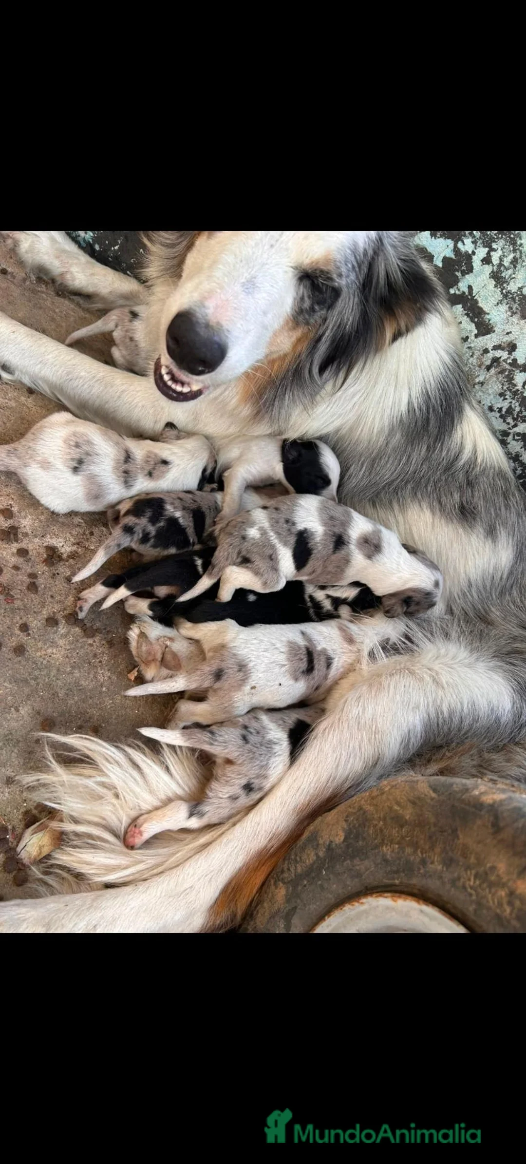 Border Collie perros en venta: Border collies de calidad  - Anuncio 21