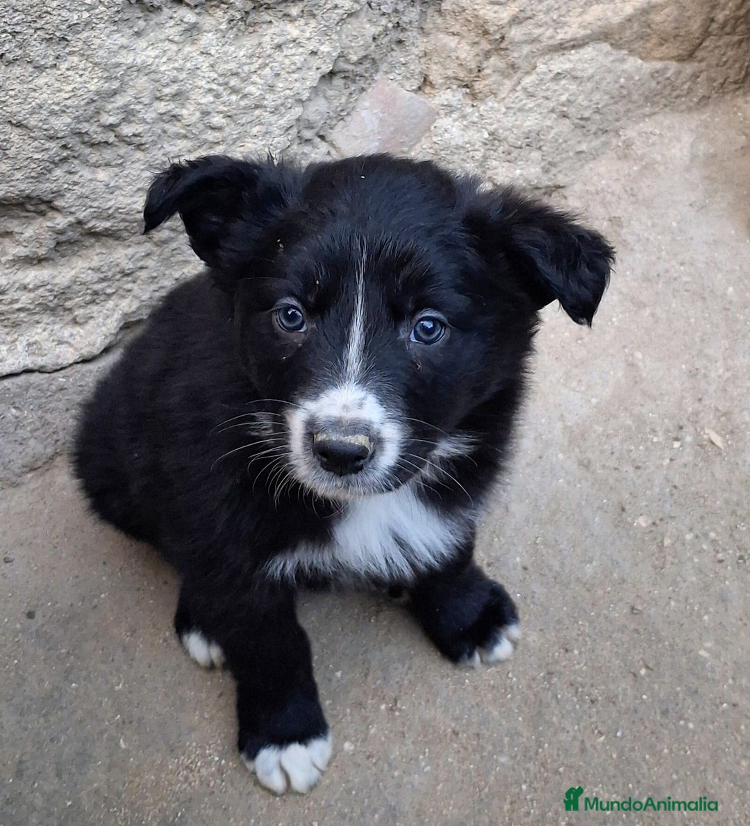 Border Collie perros en venta: Boder collie  - Anuncio 1