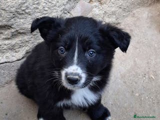 Border Collie perros Boder collie - Anuncio 1