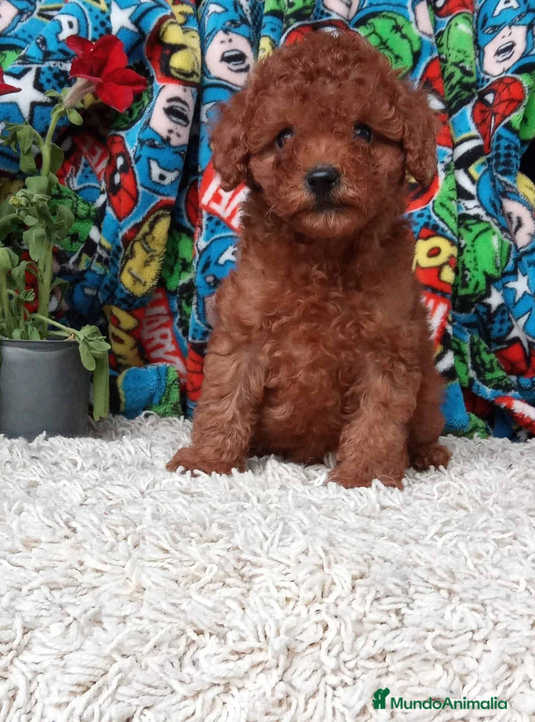 Caniche Toy perros en venta: Caniche Toy  - Anuncio 1