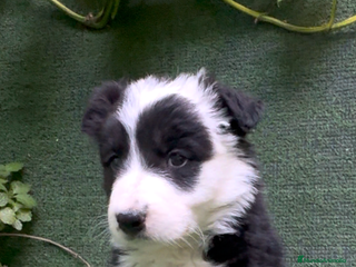 Border Collie perros en Torremolinos - Anuncio 27