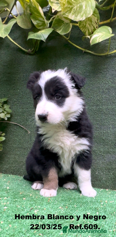 Border Collie perros en Torremolinos - Anuncio 18