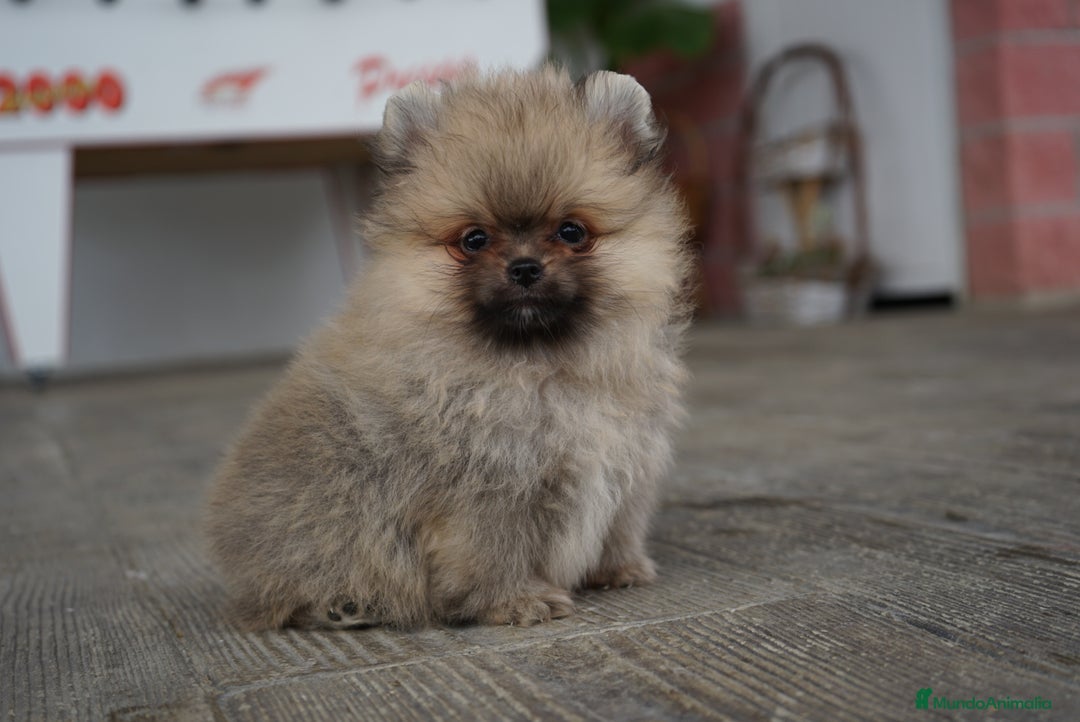 Pomerania perros en venta: 🐾 Strike – Pomerania macho marrón 🐾 - Imagen 4