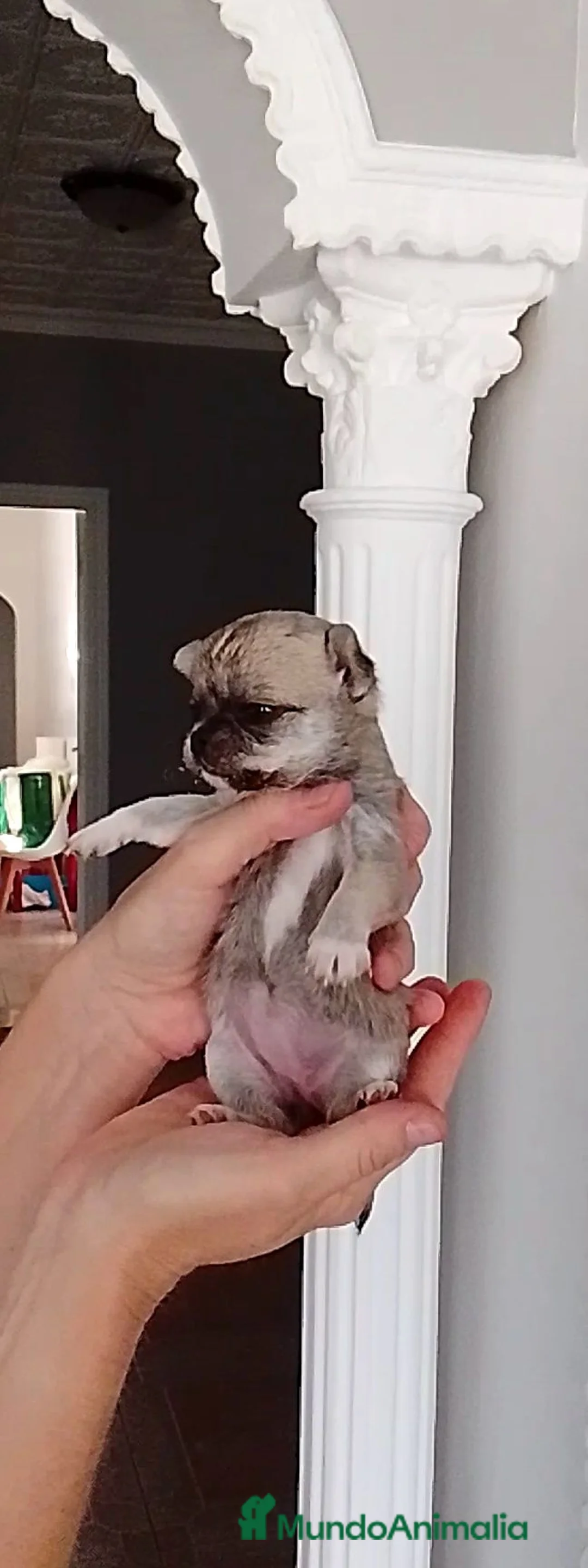 Chihuahua perros en venta: Chihuahua  - Anuncio 1