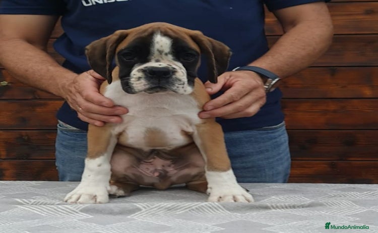 Boxer perros - Anuncio 1