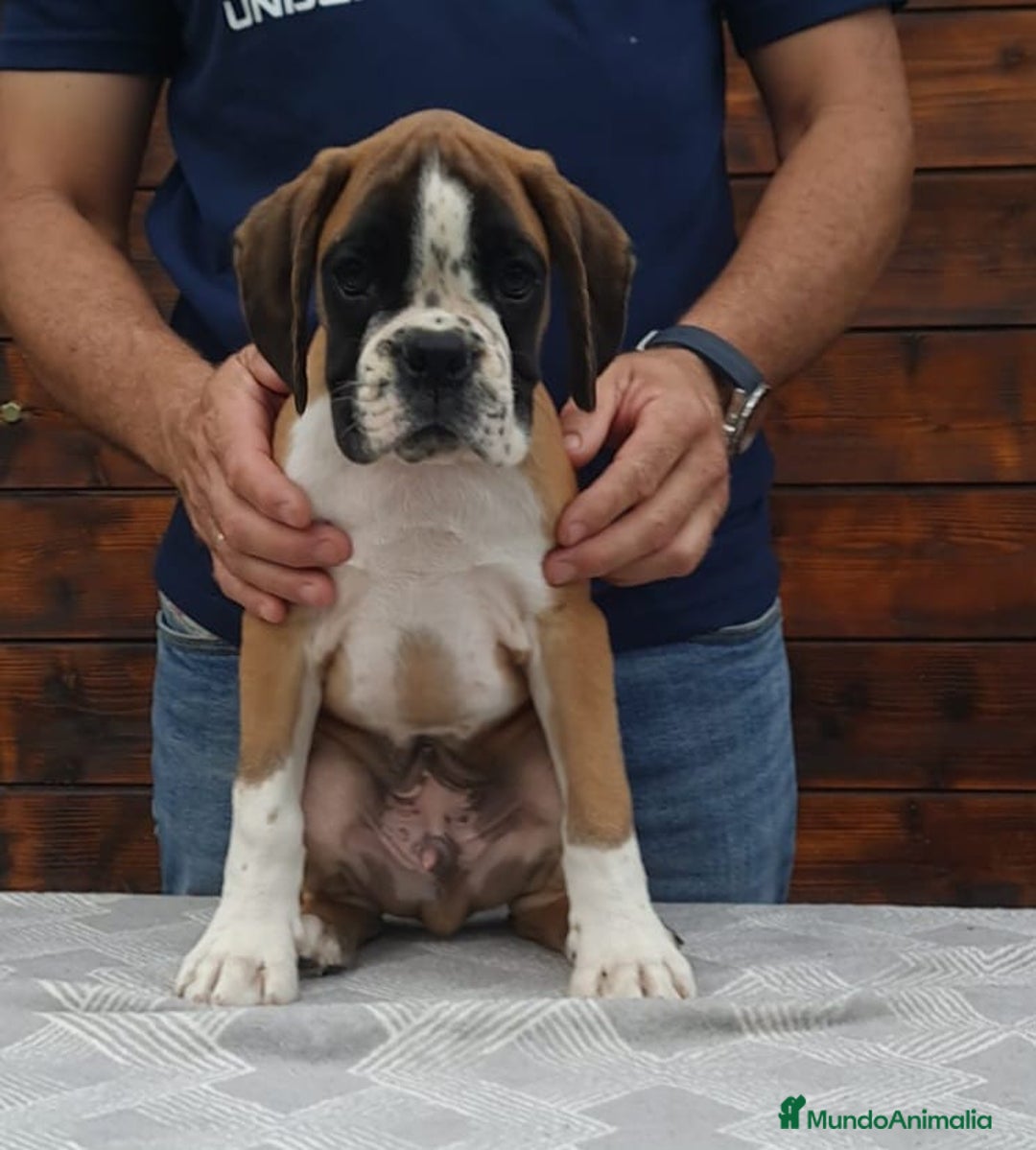 Boxer perros en venta: BOXER DORADO MACHO - Imagen 1