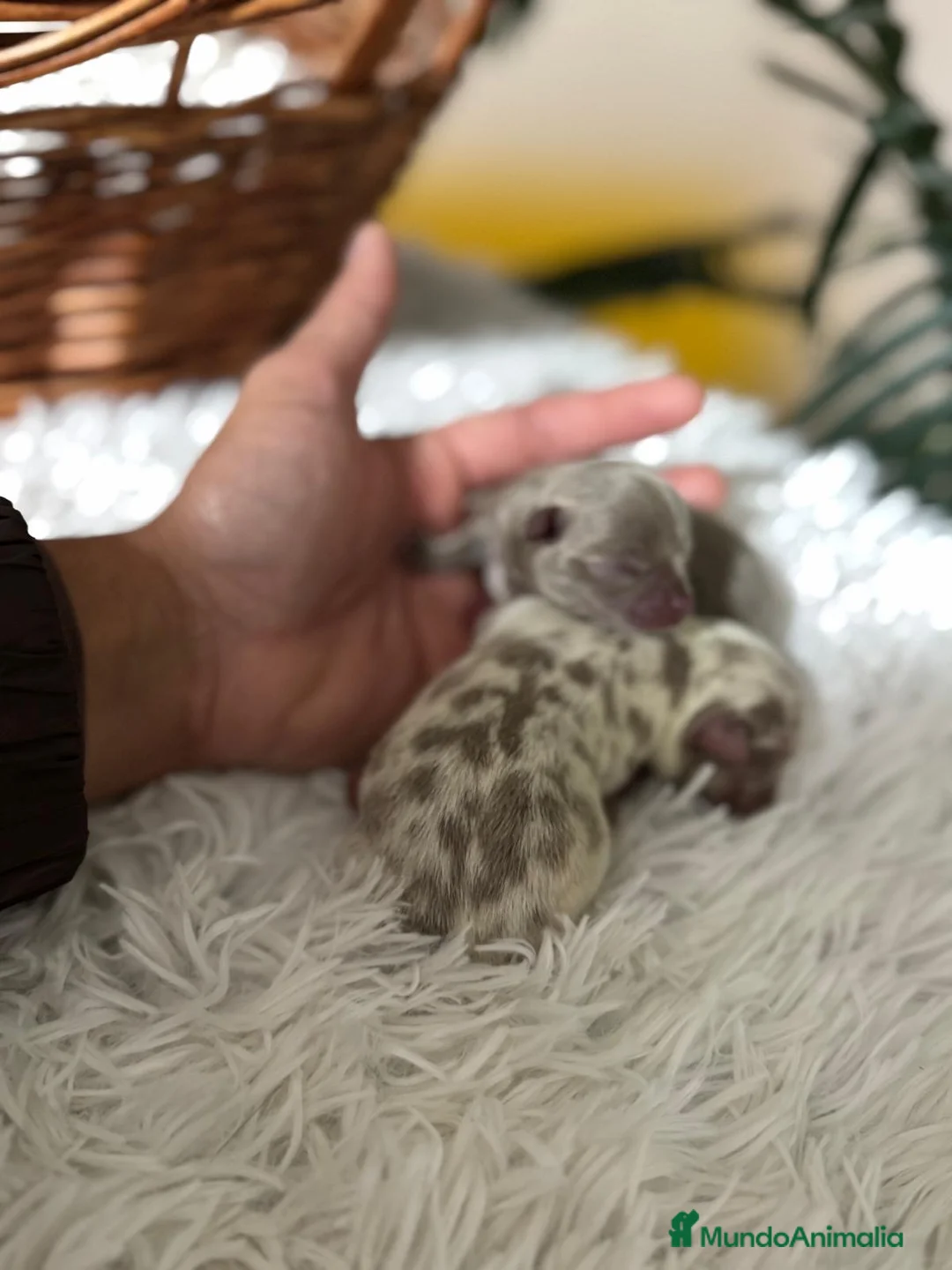 Chihuahua perros en venta: CHIHAUHUA MACHO- COLORES EXOTICOS - Anuncio 5