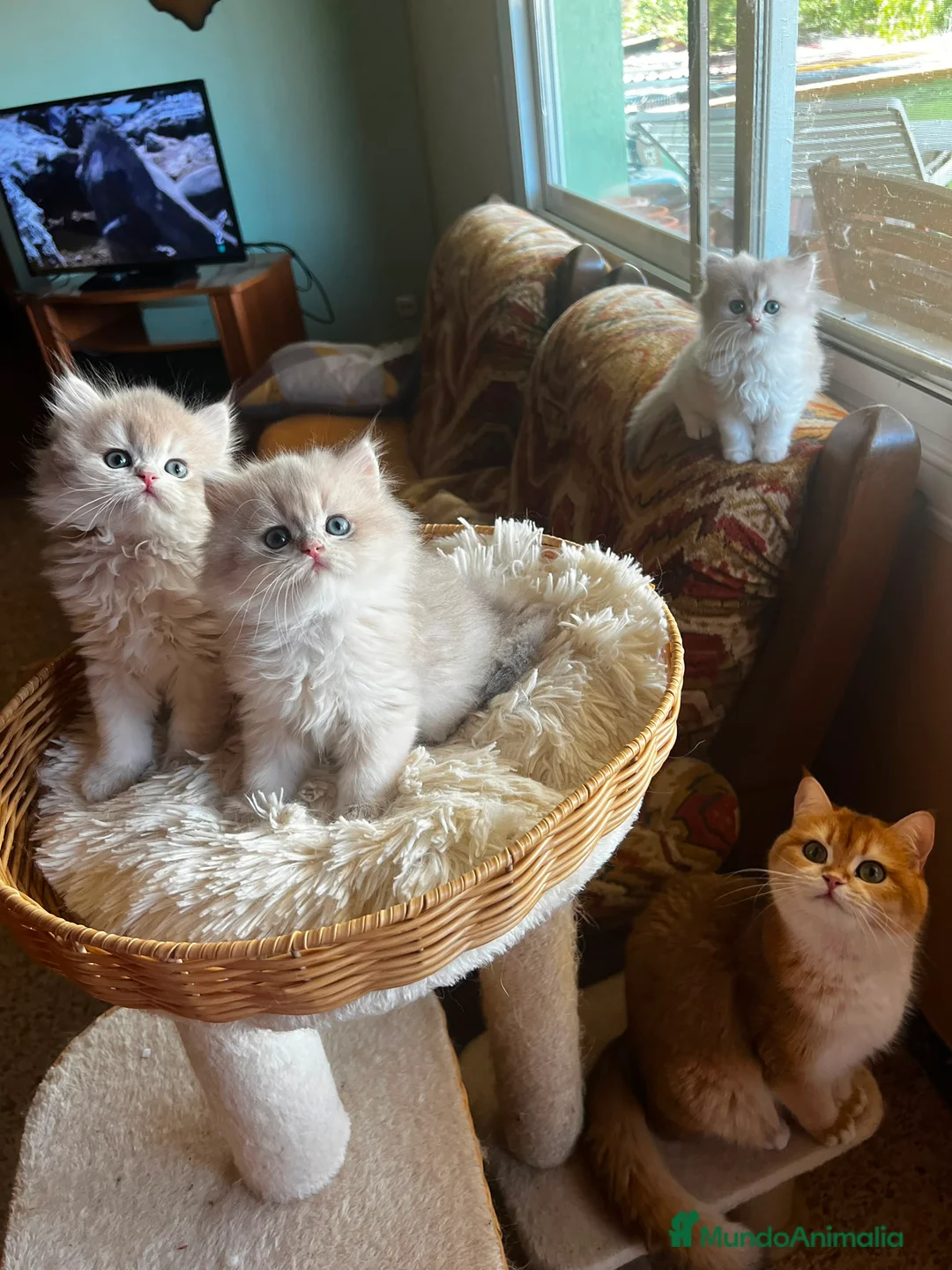 Británico de Pelo Corto gatos en venta: Camada de british longhair y shorthair golden - Anuncio 1