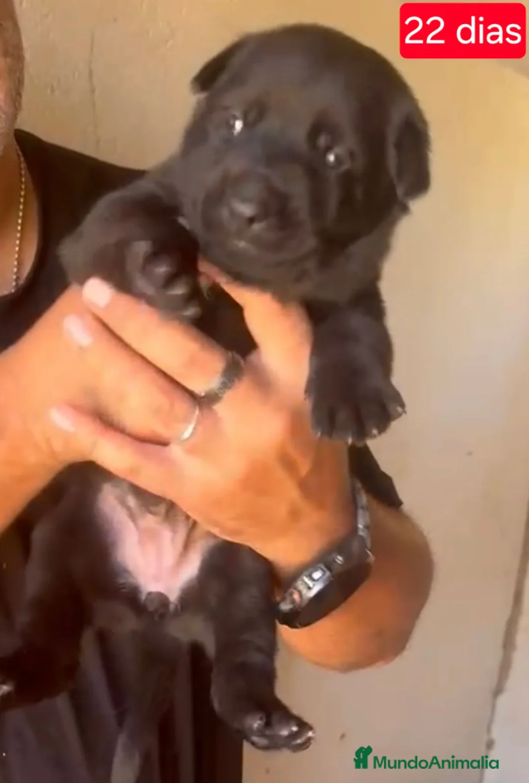 Pastor Belga Malinois perros en venta: Pastor belga melinoa XL maxima calidad - Anuncio 2