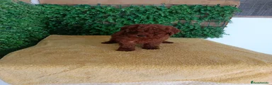 Caniche Toy Cachorro 1