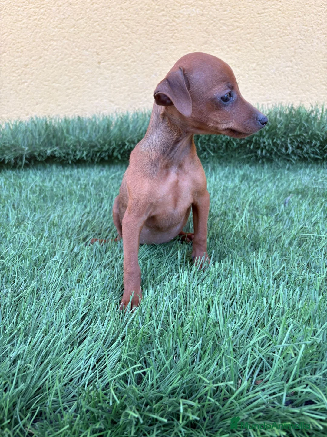 Pinscher Miniatura perros en venta: Mini Pinscher toy macho  - Anuncio 10