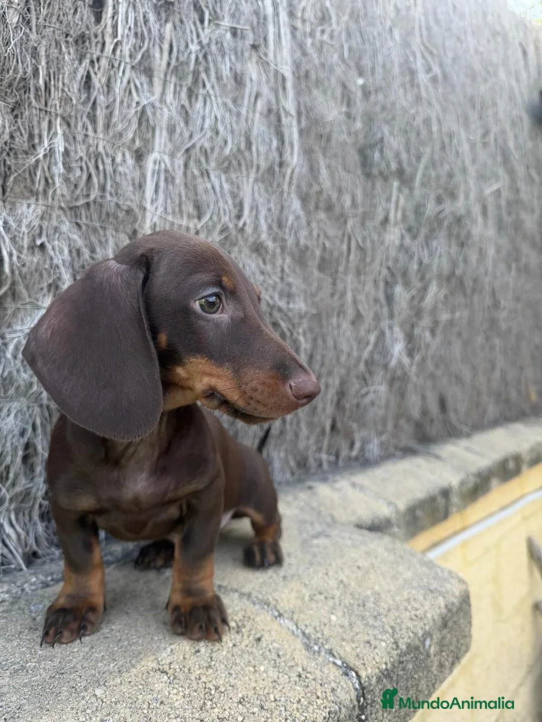 Teckel perros en venta: TECKEL MINI - Anuncio 2