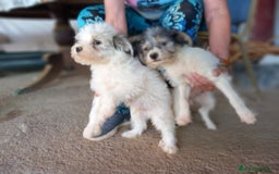 Perro Crestado Chino perros en adopcion: Adopcion Crestado Chino con pelo. en Sevilla - Imagen 2
