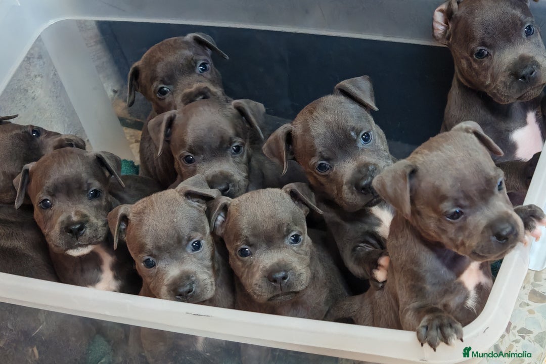 Staffordshire Bull Terrier perros en venta: Staffordshire bull terrier Blue - Anuncio 1