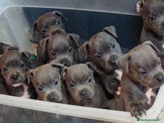 Staffordshire Bull Terrier perros Staffordshire bull terrier Blue - Anuncio 3