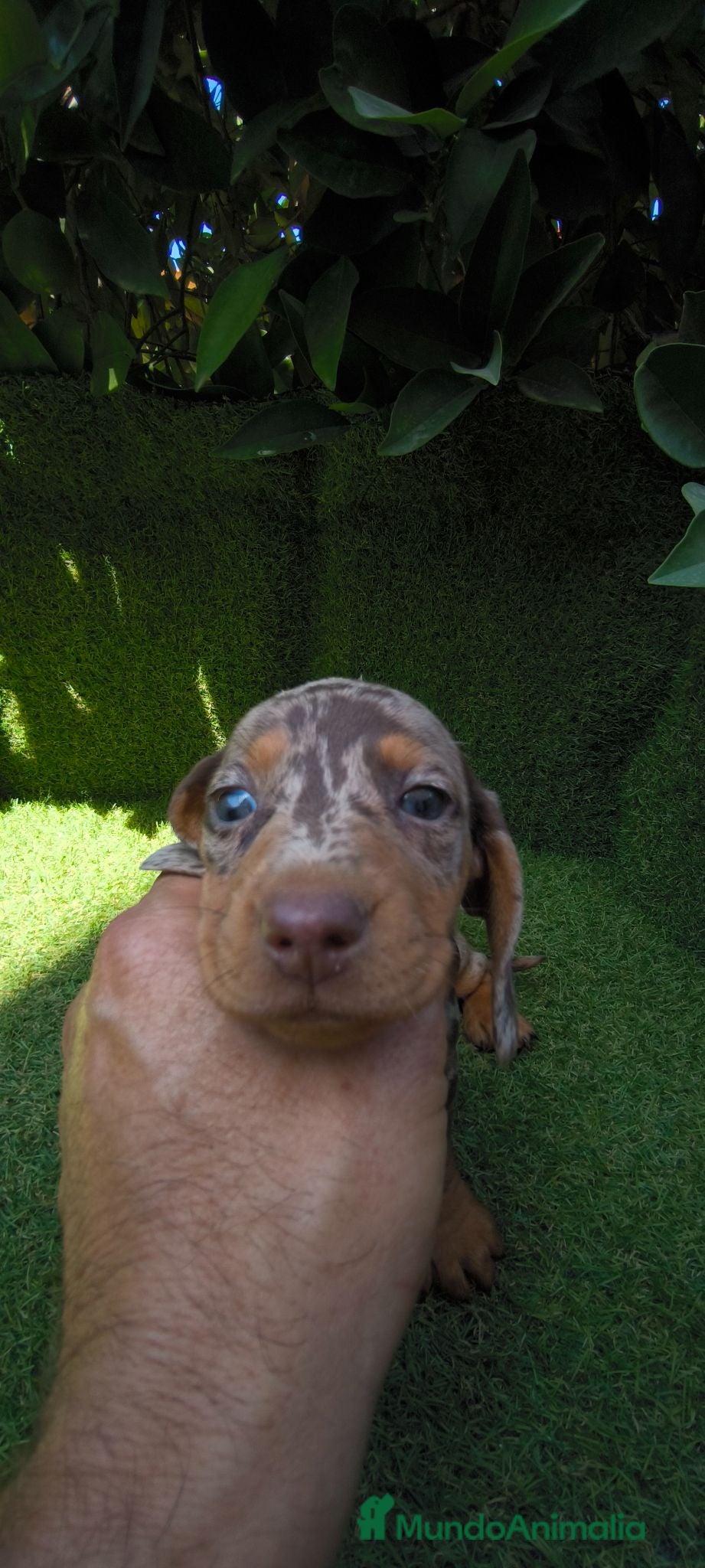 Teckel Miniatura perros teckel miniatura arlequín chocolate varios colores - Anuncio 2