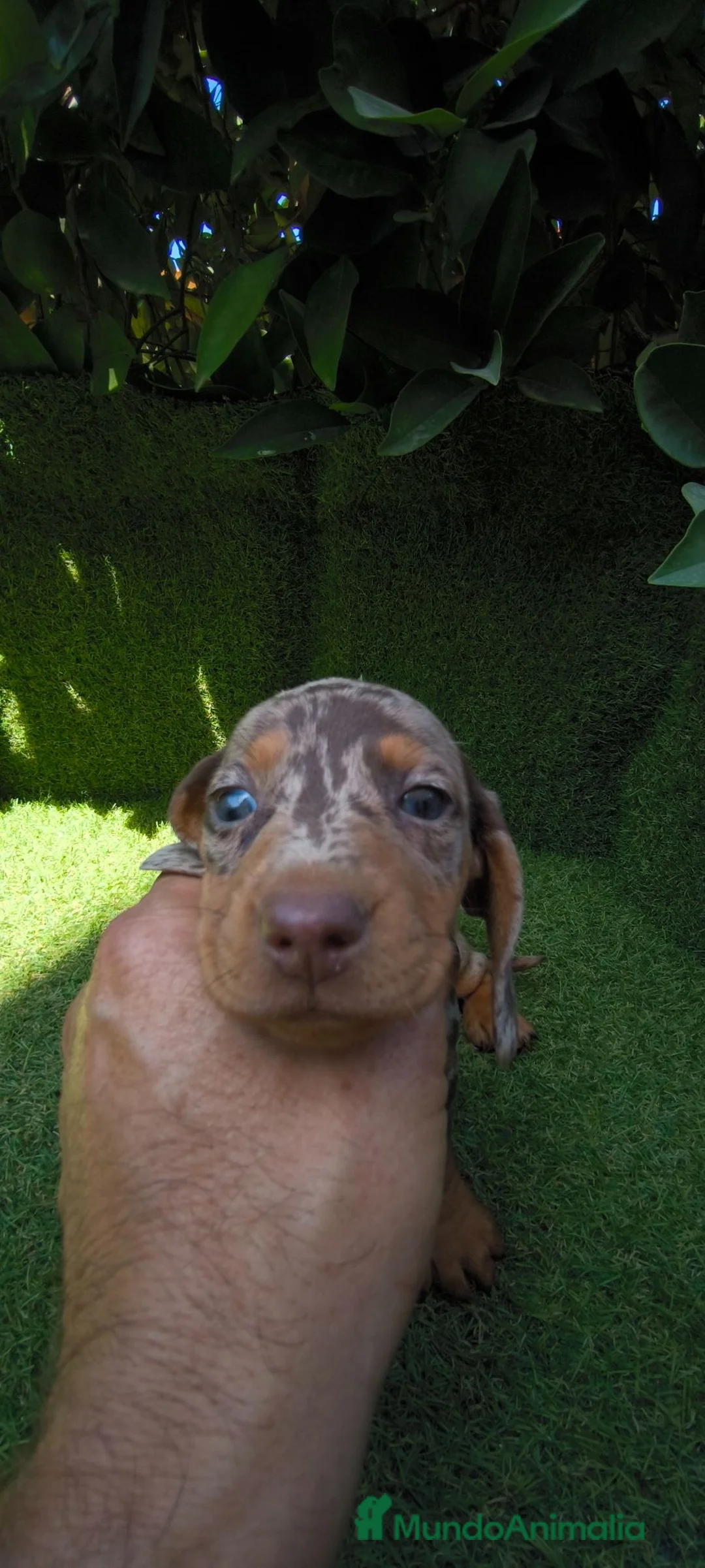 Teckel Miniatura perros en venta: teckel miniatura arlequín chocolate varios colores - Anuncio 1