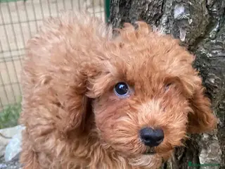 Caniche Enano perros Caniche Macho de Bella y Can 2021 AQUANATURA - Anuncio 1