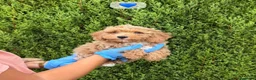 Maltipoo perros en venta: MALTIPOO MACHO 💙 MALTIPOO MACHO - Anuncio 1