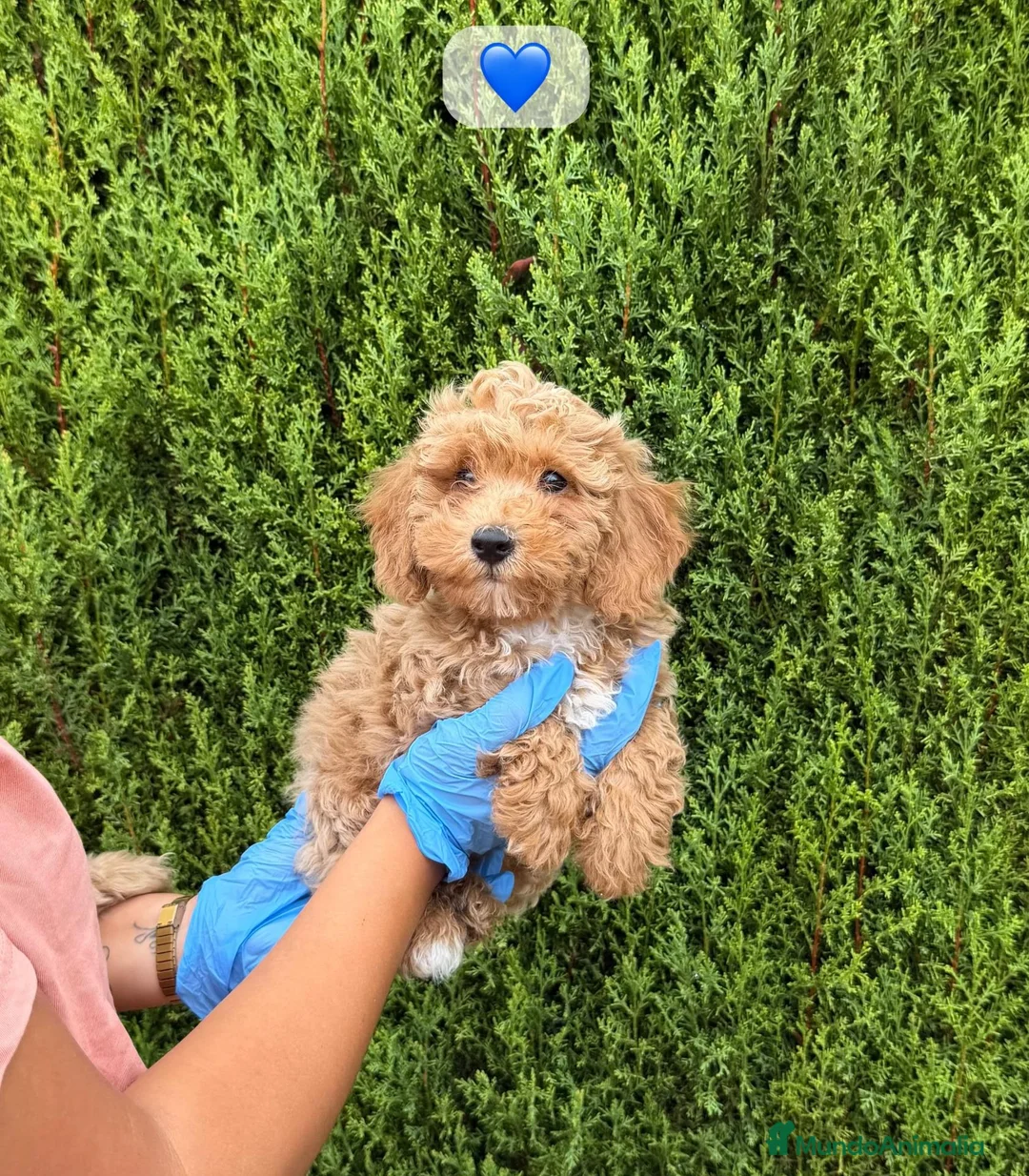 Maltipoo perros en venta: MALTIPOO MACHO 💙 MALTIPOO MACHO - Anuncio 1