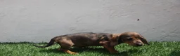 Teckel Miniatura perros en venta: Teckel Miniatura  - Anuncio 22