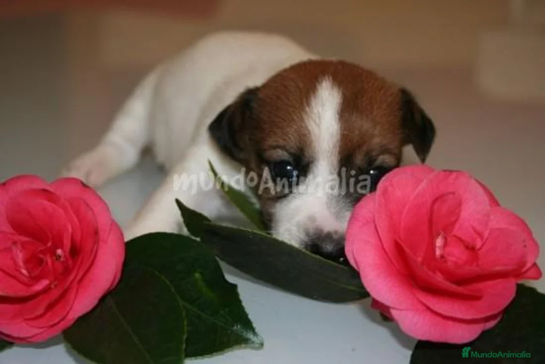 Imagen de galería {{count}}