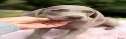 Weimaraner perros en venta: Brwco de Weimar hembra  - Anuncio 4