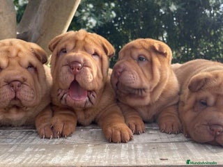 Shar Pei perros en Málaga - Anuncio 34