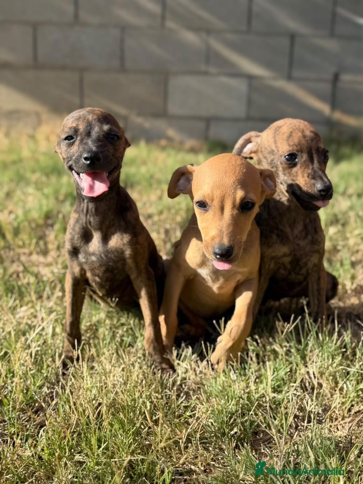 Whippet perros Whippet hembras de calidad  - Anuncio 1