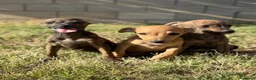 Whippet perros en venta: Whippet hembras de calidad  - Anuncio 1