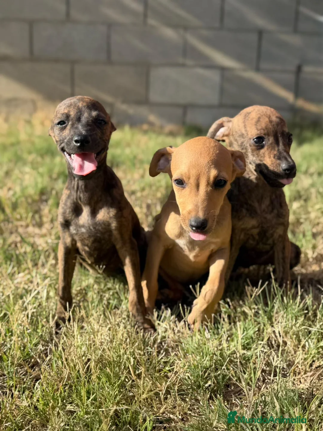 Whippet perros en venta: Whippet hembras de calidad  - Anuncio 1
