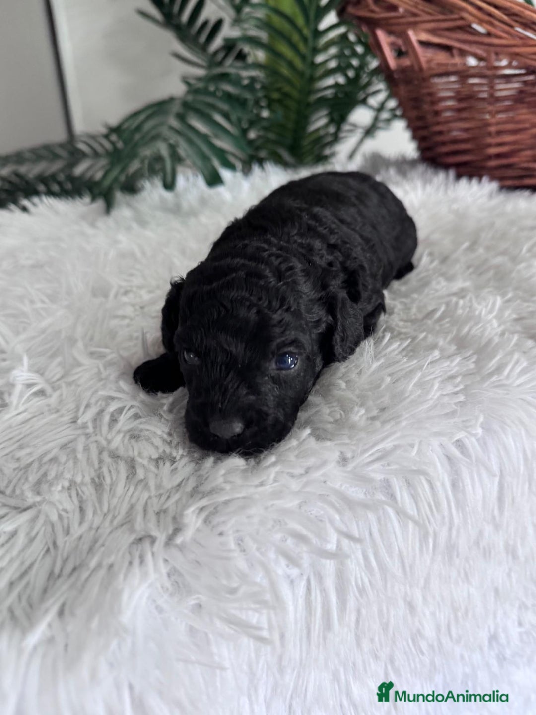 Caniche Toy perros en venta: CANICHE TOY - Anuncio 8