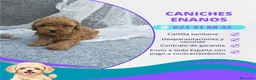 Caniche Toy perros en venta: IMPRESIONANTES CANICHES LINEA TOY  - Anuncio 7