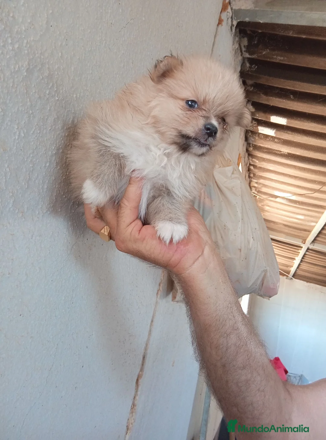 Pomerania perros en venta: POMERANIAS CON EXCELENTE CALIDAD - Anuncio 2