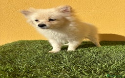 Pomerania perros en venta: Pomerania toy macho blanco  - Imagen 11