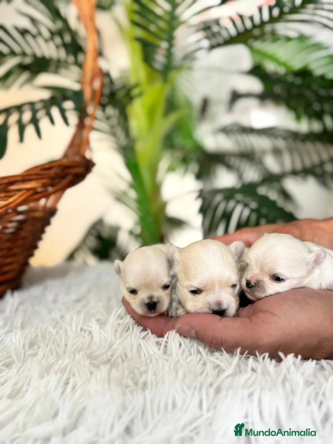 Bichón Maltés perros en venta: BICHON MALTES 100X100 COREANO - Anuncio 8