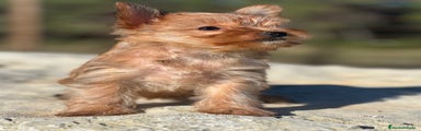 Yorkshire Terrier Cachorro 1
