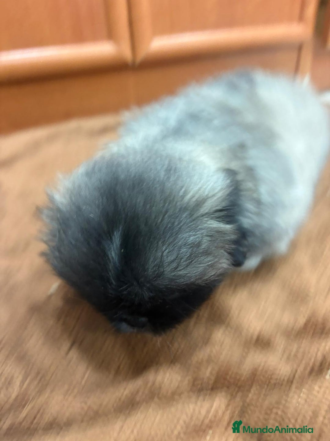 Shih Tzu perros en venta: Shih tzu macho  - Imagen 9